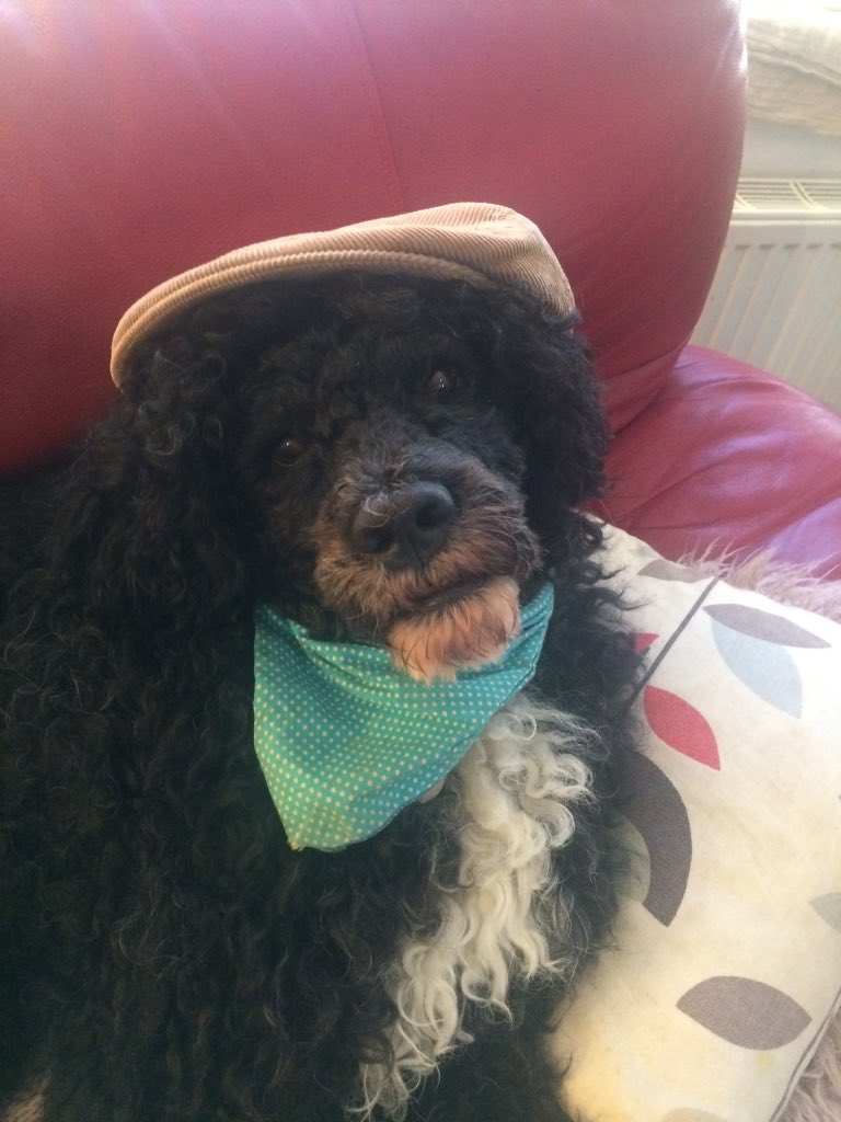 @mtccarol @HolyroodLiam @DickKingSmith Salty is very into his trad folk. Really missing the festival circuit this year. Hasn’t had a cider in months.