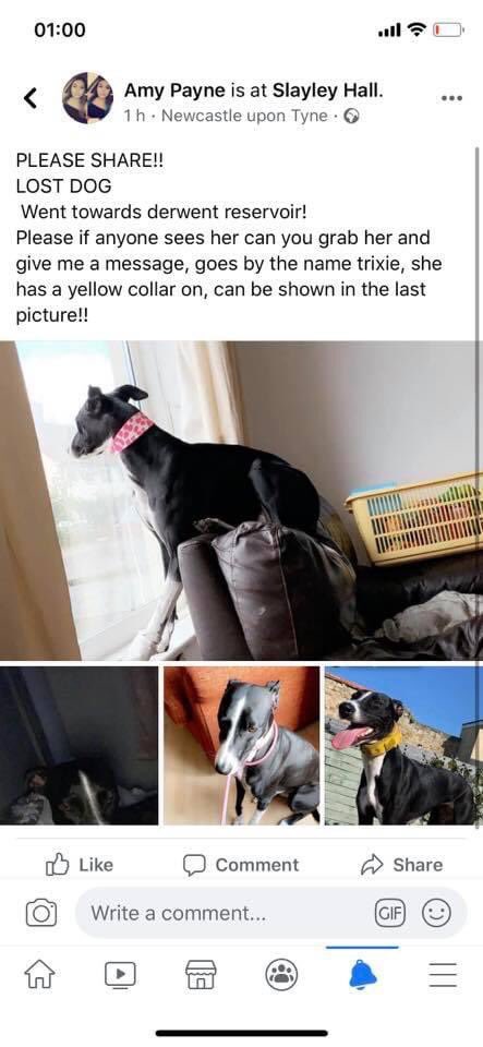 rosiedoc666's tweet image. LOST DOG 
PLEASE SHARE!
Lost at #slaley, went towards #derwent #reservoir, if anyone sees her can you give me a message please or ring a warden, she is a family pet, we’re all devastated.

facebook.com/groups/9064627…

@bs2510 @KarenFi51820768 @gelert01 @MissingPetFind @HunnyJax