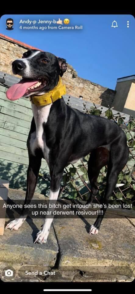 rosiedoc666's tweet image. LOST DOG 
PLEASE SHARE!
Lost at #slaley, went towards #derwent #reservoir, if anyone sees her can you give me a message please or ring a warden, she is a family pet, we’re all devastated.

facebook.com/groups/9064627…

@bs2510 @KarenFi51820768 @gelert01 @MissingPetFind @HunnyJax