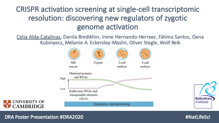 CeliaAlda9's tweet photo. It's a pleasure to receive an Honourable Mention Award at @DoctoralAwards #DRA2020 #NatLifeSci for my PhD work "#CRISPR activation screening at #singlecell transcriptomic resolution: discovering new regulators of #ZGA". @BabrahamInst @Cambridge_Uni. See poster and recent thread: https://t.co/PQDtRqGT2D
