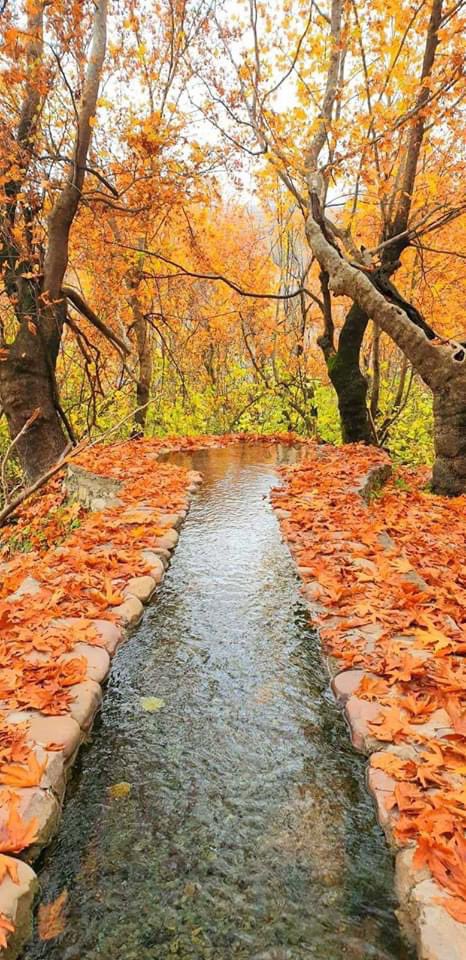 SarwanBarzani_'s tweet photo. Autumn is back with amazing views.
Herbo village in #Barzan area. https://t.co/9tNJJAI4Dv