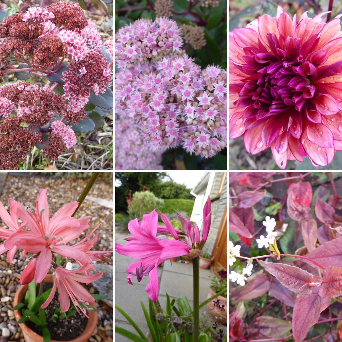 nels_garden's tweet photo. How many variations of pink can there be. #dahlia molly raven #sedum #nerine quivotina #amarine Bella diva series #persicara red dragon it’s a beautiful autumnal day in #Pembrokeshire 🐝🕸🐞🦋🐿 stay safe everyone. https://t.co/dbAHgQqjZt