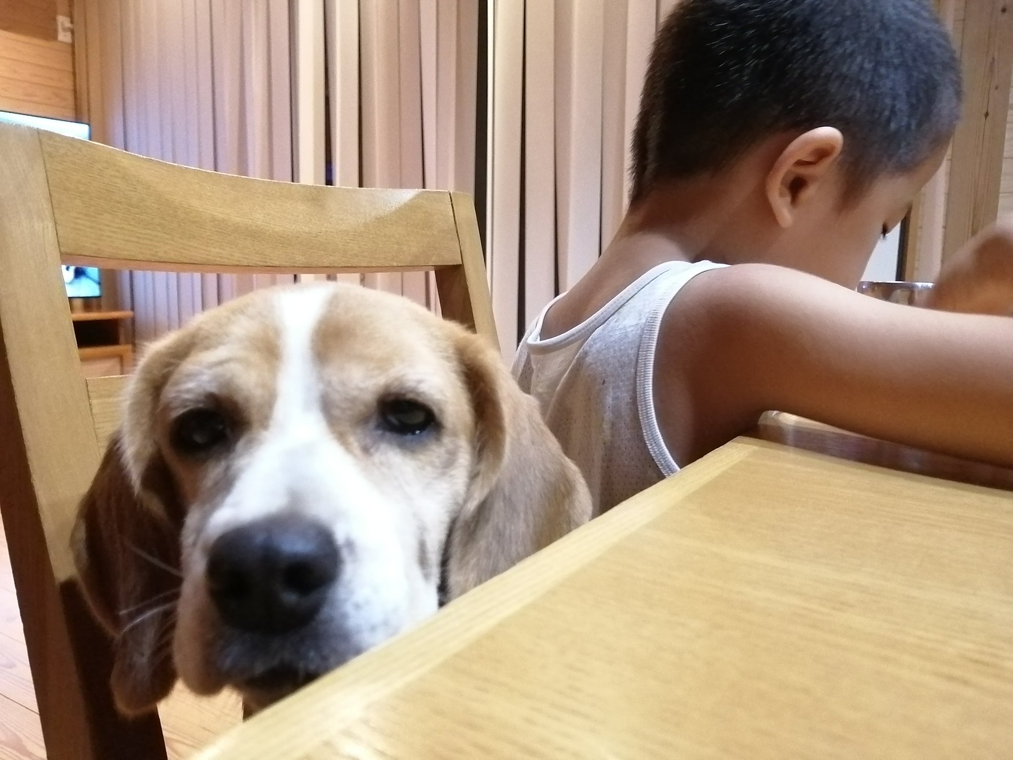 Yousuke Taoka 犬の色覚は2色だという ヒトは3色 私が研究対象とする魚類は4色 一見進化に逆行するような動物の 色覚 このチビ太郎とハナの見る世界は 色覚 錐体細胞 Conecell T Co T0vxi5mc6p Twitter