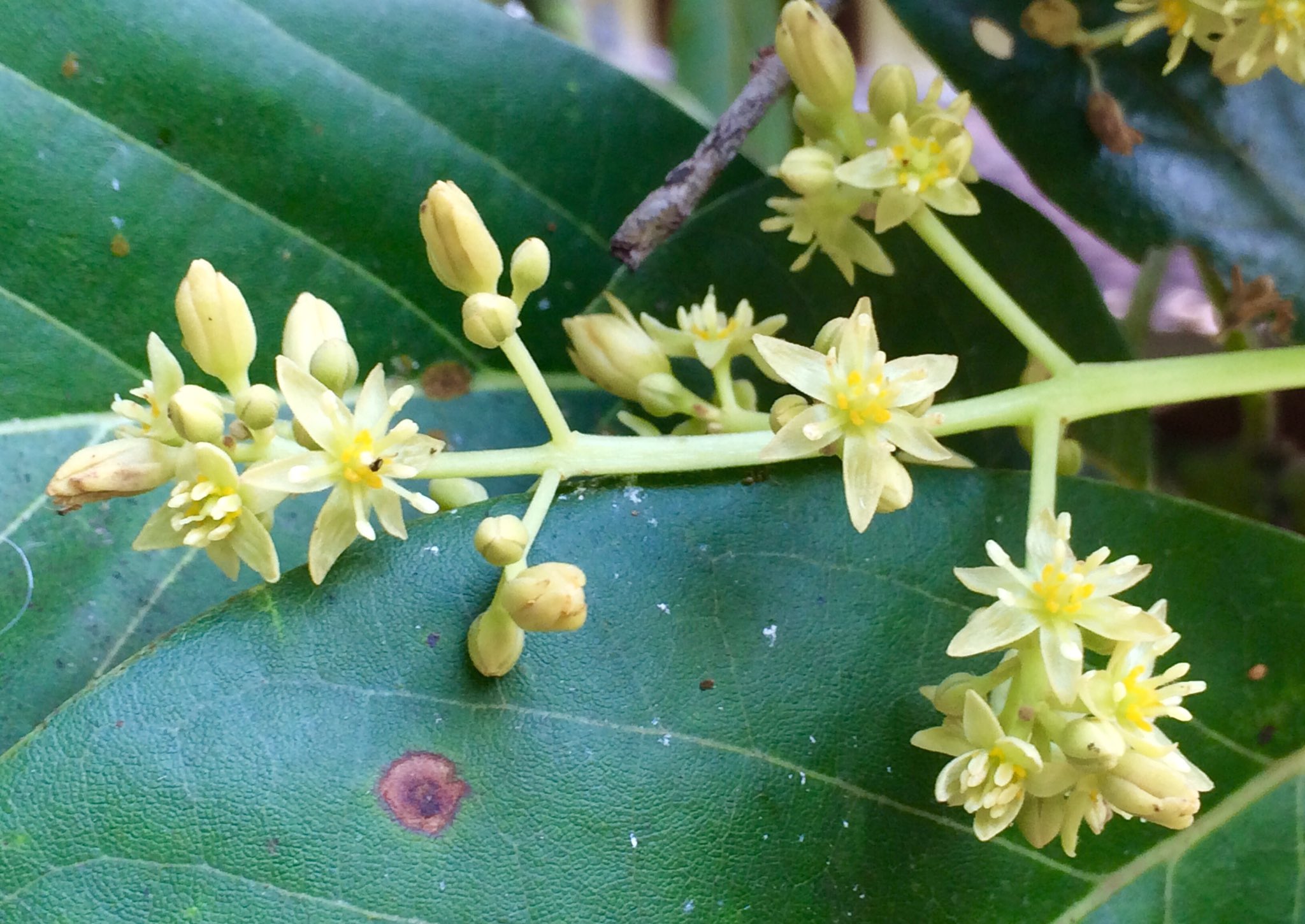 Tomoca 庭のアボカドの花が最盛期を迎えている アップで見るとなかなか可憐で可愛いらしい これから少しずつ実っていき 収穫は2月頃かな バリ島生活 アボカドの花 バリ島 南国生活 T Co Cuomnxvghf Twitter