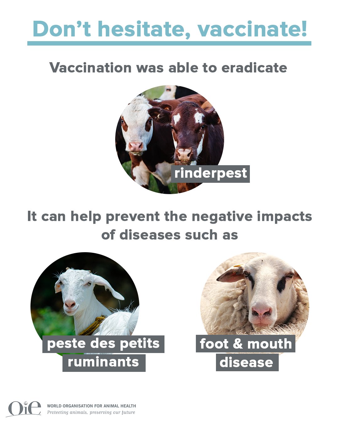 World Organisation for Animal Health on Twitter: World Organisation for Animal Health on Twitter: