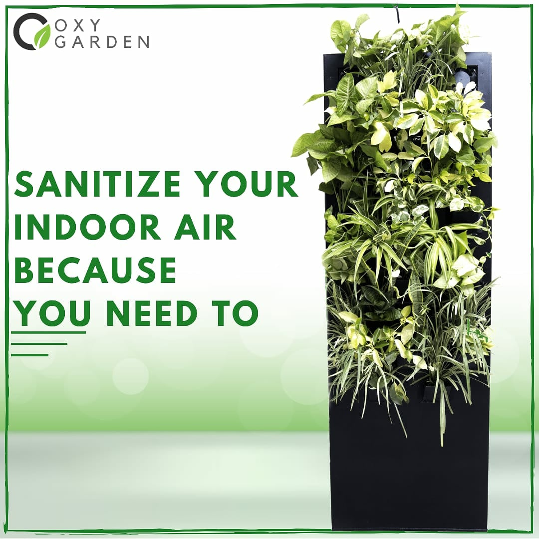 GardenOxy's tweet photo. OxyGarden brings 100% natural Rapid Plus OxyBreathe Air Sanitizer which will let fully sanitized air circulate inside your indoors.

To know more about us,visit
https://t.co/cZSTP0WbQv

#plant #nature #green #indoorplants  #covid #coronavirus #healthylifestyle #wellness https://t.co/DqDrXERNXD