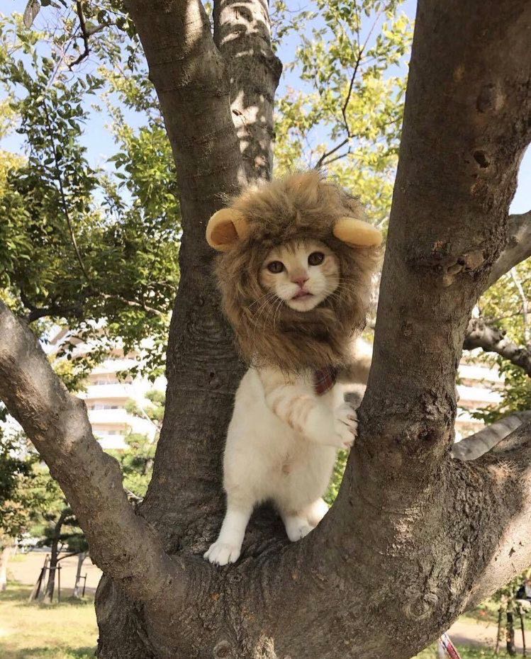 CatsBible's tweet photo. https://t.co/erTZxk6p7v