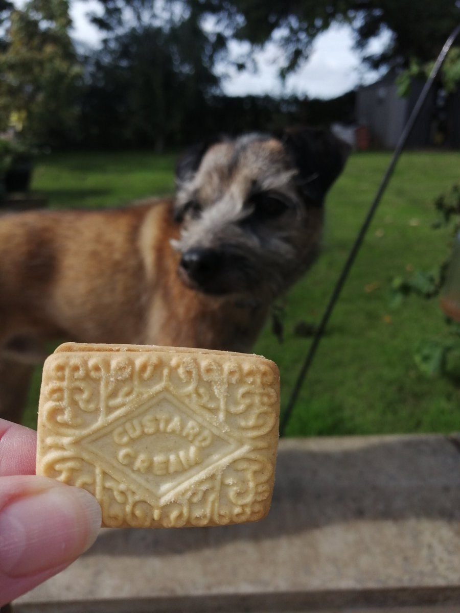 Pugsie1960's tweet photo. Look @Marcuspdm  😋 introducing @skrufff to #fredcreams #holibobs #BTPosse #rememberfred https://t.co/4CYrx8MZgB
