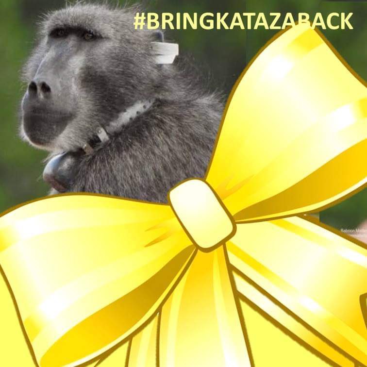 Eranu's tweet photo. Tormented by @HWSolutionsSA &amp; @CityofCT, failed by duplicitous @Our_DA. 
@capespca bring Kataza home!
#BringKatazaBack
#BaboonsOfCapeTown
#StopKillingourBaboons
#CapeTownAKillerHolidayDestination
#LivingwithWildAnimalsIsAPrivelege
#ReviewBaboonManagementStrategyNow https://t.co/kbQEoXq7kL