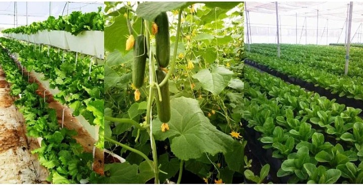 tiwari057's tweet photo. Hydroponics: best suitable farming for urban area. Organic Fruits n Veggies can be grown without using soil . 60 % reduced water required comparison to traditional farming.

#farming #organic #naturelovers
#traditional #hydroponics
@neerukam @RandeepHooda https://t.co/kOqkbBkdfp