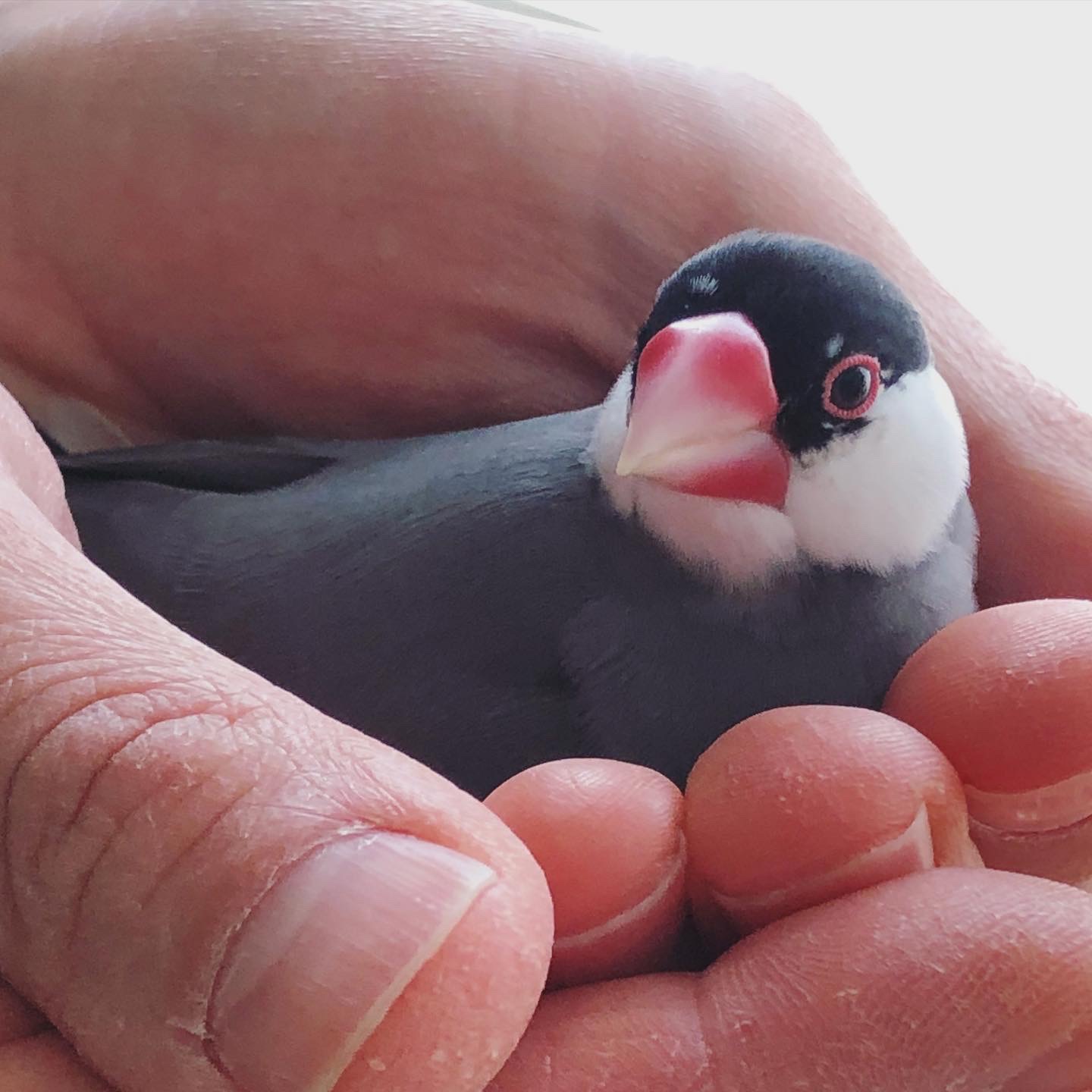 水上カオリ 小鳥は懐くよ 性質的に懐きにくい種とか 性格で人間キライだったりする子もいるけどね これは人間にベタベタな小鳥 Buncho 文鳥 T Co Hm7frhyncw Twitter