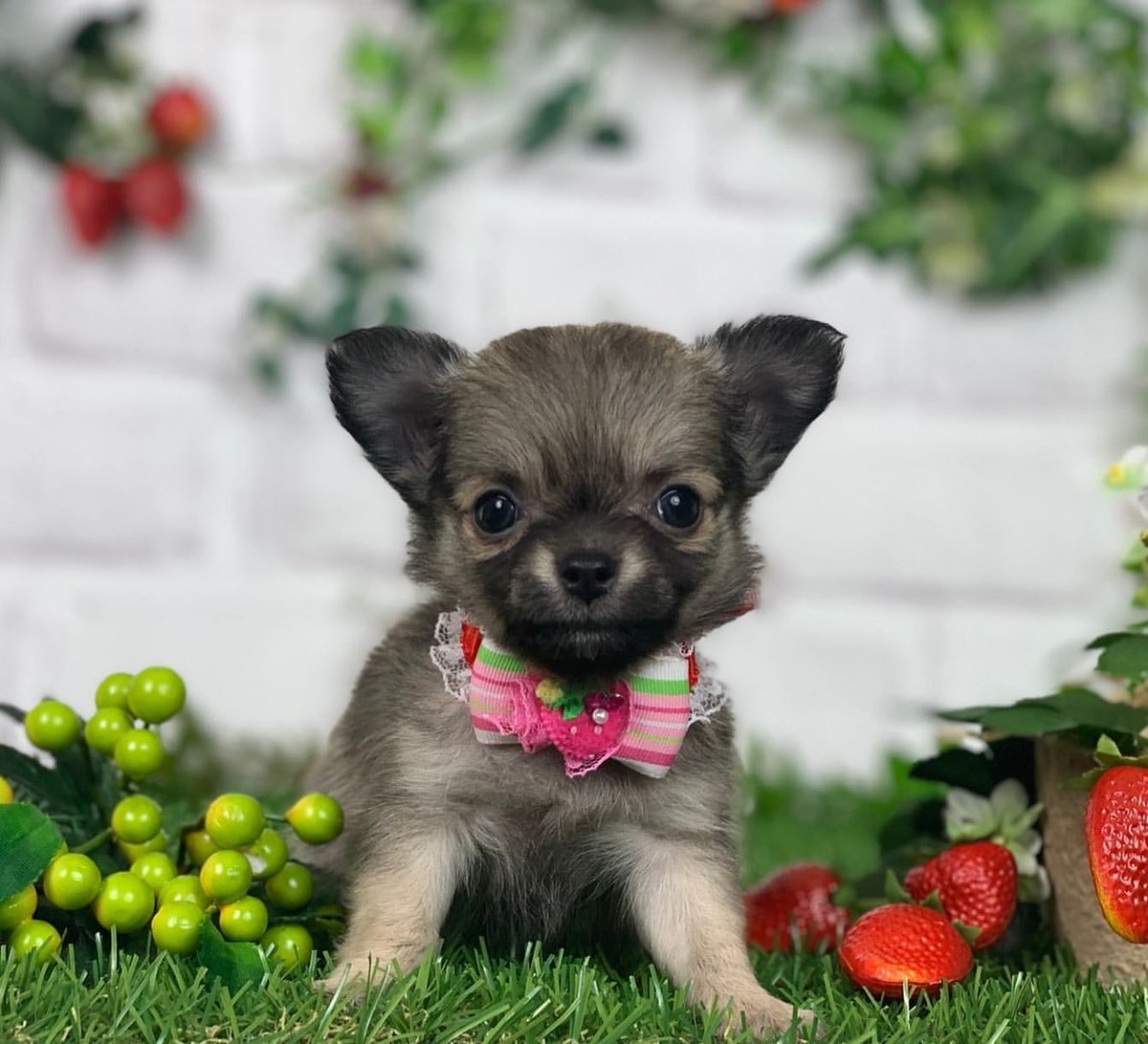 ペットショップだんぼ バンビbabyの女の子が卒業しました お名前はリロちゃんです 由来はリロ スティッチからきています 先住犬のベルちゃんもだんぼ卒業生です 美人さんです 幸せになってね ペットショップだんぼ ブリーダー ロング