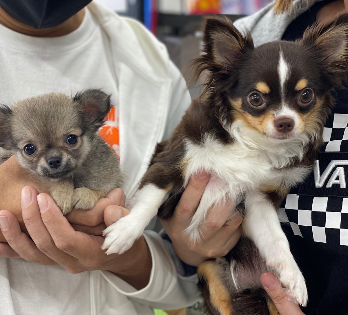 ペットショップだんぼ バンビbabyの女の子が卒業しました お名前はリロちゃんです 由来はリロ スティッチからきています 先住犬のベルちゃんもだんぼ卒業生です 美人さんです 幸せになってね ペットショップだんぼ ブリーダー ロング