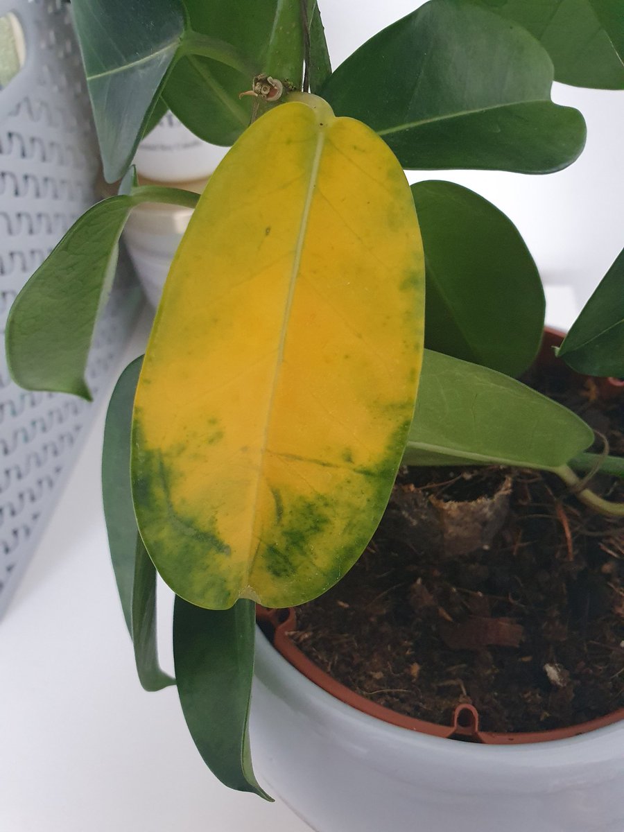 TolsAbeni's tweet image. Some of my plant leaves have been turning yellow and dropping off. I thought it&apos;s because I wasn&apos;t watering it enough (I occasionally forget), but apparently it might be the opposite 😩. Or iron deficiency. The advice pictures look the same. Hep. #PlantProblems