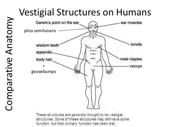 People have speculated over the nature of seemingly useless physical human characteristics for thousands of years. It wasn’t until the late 18th and early 19th centuries, though, that the idea of vestigiality would enter the public imagination  http://ow.ly/jS5l30oigUH 