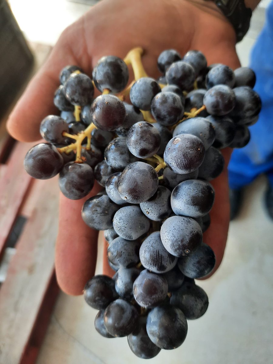 scainzon's tweet photo. ✅ Tras unas horas a baja temperatura, se procesa lo que será #TerrazasdelMoncayo. 

��Vendimia en barquilla para un cuidado Máximo del fruto.

👍🏻Parte de nuestro equipo procesa manualmente las uvas seleccionadas y comienza el encubado.

¿No os encanta ver todo el proceso? https://t.co/gmEwM165QV