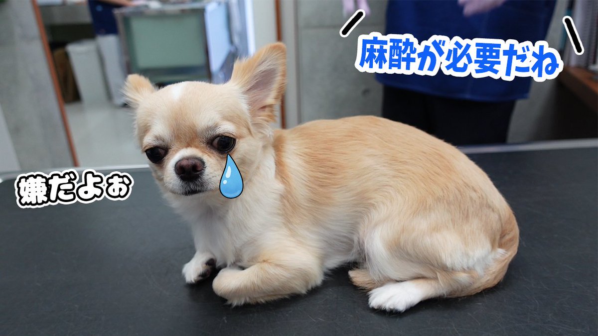 みるくchannel 犬が病院で麻酔が必要と言われ 避妊手術を思い出したのか落ち込むチワワのみるく T Co Vkcvdo461h 薬をもらって2週間 再び病院にいくと 犬 チワワ みるくchannel 可愛いと思ったらrt T Co Ftqxu5awzn