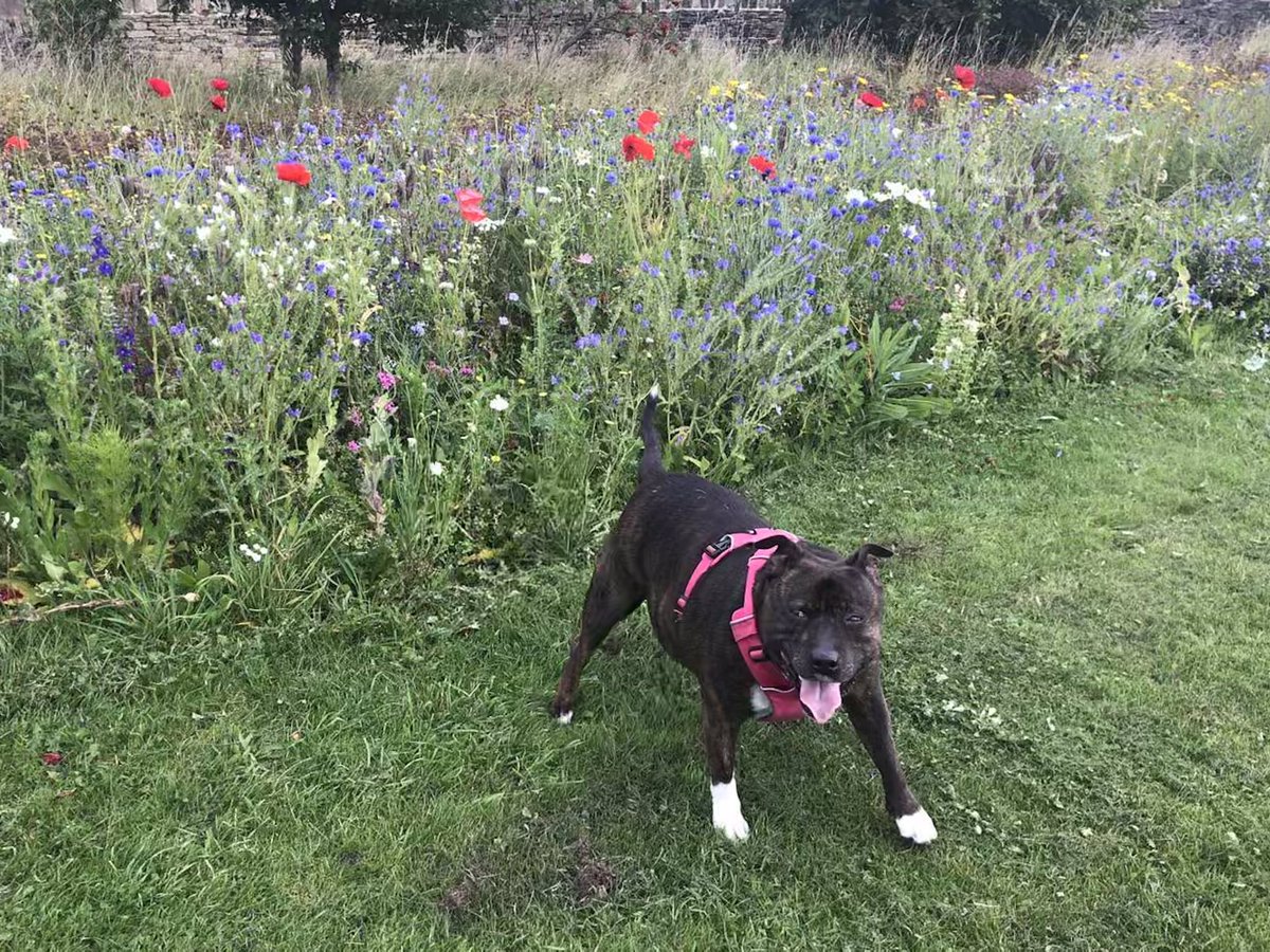 Happy #StaffieSaturday fellow pupsters from Ellie 🐶💖 #dogsoftwitter #Sheffieldissuper #adoptdontshop #SaturdayMotivation #dogs #SaturdayThoughts #staffy #staffie #September #wildflowers