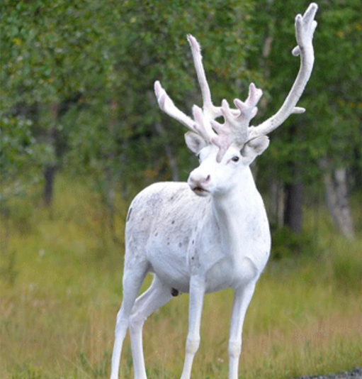 二度見するほど美しい生き物 على تويتر 白トナカイ 茶色いトナカイの白変種 フィンランド ノルウェー スウェーデンの野に生息しており 極めて珍しい 1万頭に1頭くらいしか産まれないそうで 地域によっては 幸運を呼ぶ生き物 といわれているそうです