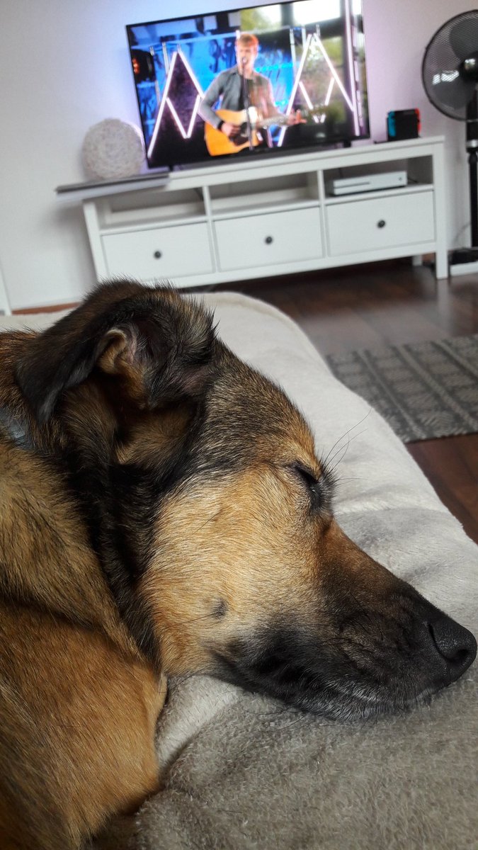 justlottii's tweet photo. Here's this little guy again dreaming away while listening to your stream ☺ #kodalive https://t.co/MpI3jmOpcr