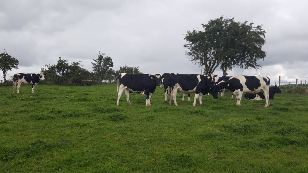 NiallDuffy19's tweet photo. My bro Brian is selling 14 PED/Genotyped/Sexed/ heifers due in Late Jan/Feb. EBI is €177 Generations of AI breeding/milk recording. Sired by Sebastian, Ronaldo, Boycie,Springhaven Nua, Lightening. Scanned sexed Olympus Possextown Faithful,Dandyman. Call Brian on 0879963581. https://t.co/GjMs9tWdHe