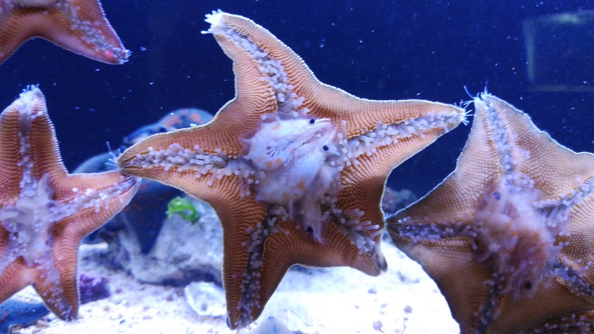 小さな博物館の学芸員 ヒトデがオキアミ食ってた 自然の海じゃヒトデがエサ食ってるところなんて見られないからな オキアミが本来の エサではないとしてもいいもの見れました 小さな博物館の学芸員 ヒトデがオキアミ食ってた 自然の海じゃヒトデがエサ食ってるところなんて見られないからな オキアミが本来の エサではないとしてもいいもの見れました