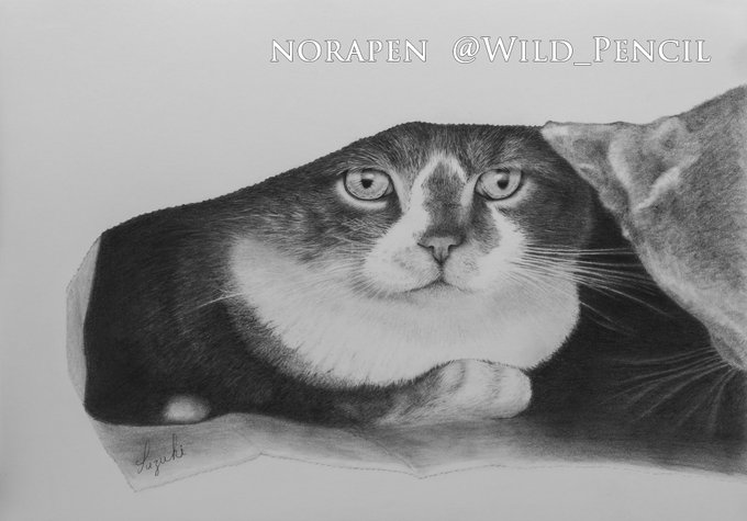 マヌルネコのtwitterイラスト検索結果