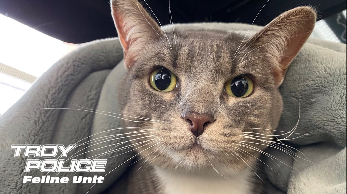 TroyMI_Police's tweet photo. Crime is not permitted on Caturday. Thank you for your anticipated cooperation. Signed, Pawfficer Donut ๐ธ #PurrtectandServe #PawEnforcement https://t.co/Ouq3xULWDH