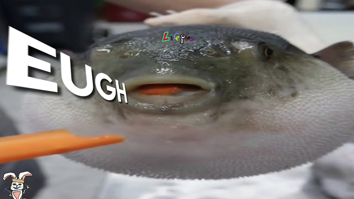 Рыба тетраодон фахака. Рыба фугу и морковь. Смешные рыбы. Мем рыба есть рыба. Рыба прикол.