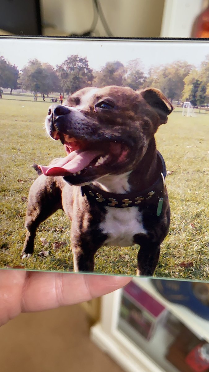 Ayse Sonmez tweet media