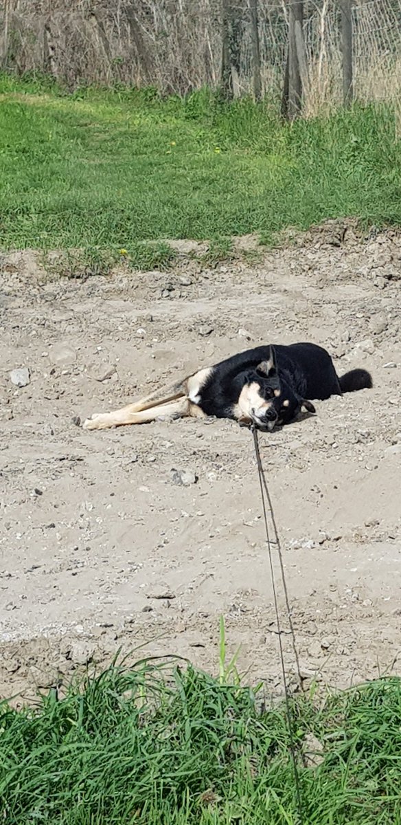 bloominBridget's tweet photo. Speed walking didn't go down well on the morning walk with Digby! @ianscottroofe https://t.co/LlZ64p3QNG