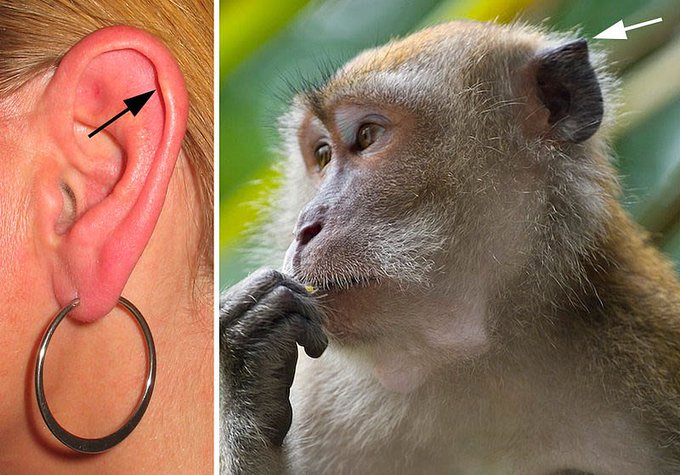 In about 10% of the human population, the outer rim of the ear (called the helix) has been known to show signs of vestigial features. A thickening of the helix called "Darwin's tubercle" occurs at the juncture of the upper and middle thirds of the ear  http://ow.ly/dc9F30oikpl 