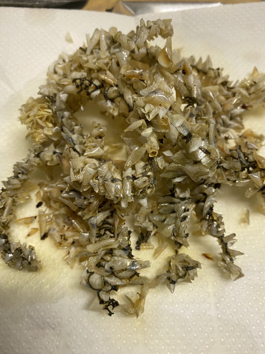 コウカキン 閲覧注意 集合体恐怖症 フエダイの皮付きウロコチップス T Co A6lsqk6rr3 Twitter