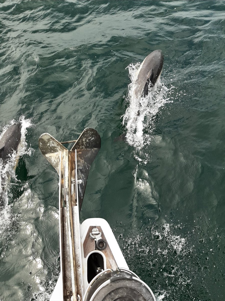 TIMATELO's tweet photo. Dauphins vus à l'instant en baie de Quiberon. 
Étonnant rare ici, mais toujours génial d'en voir. https://t.co/J3Dis7XzHJ