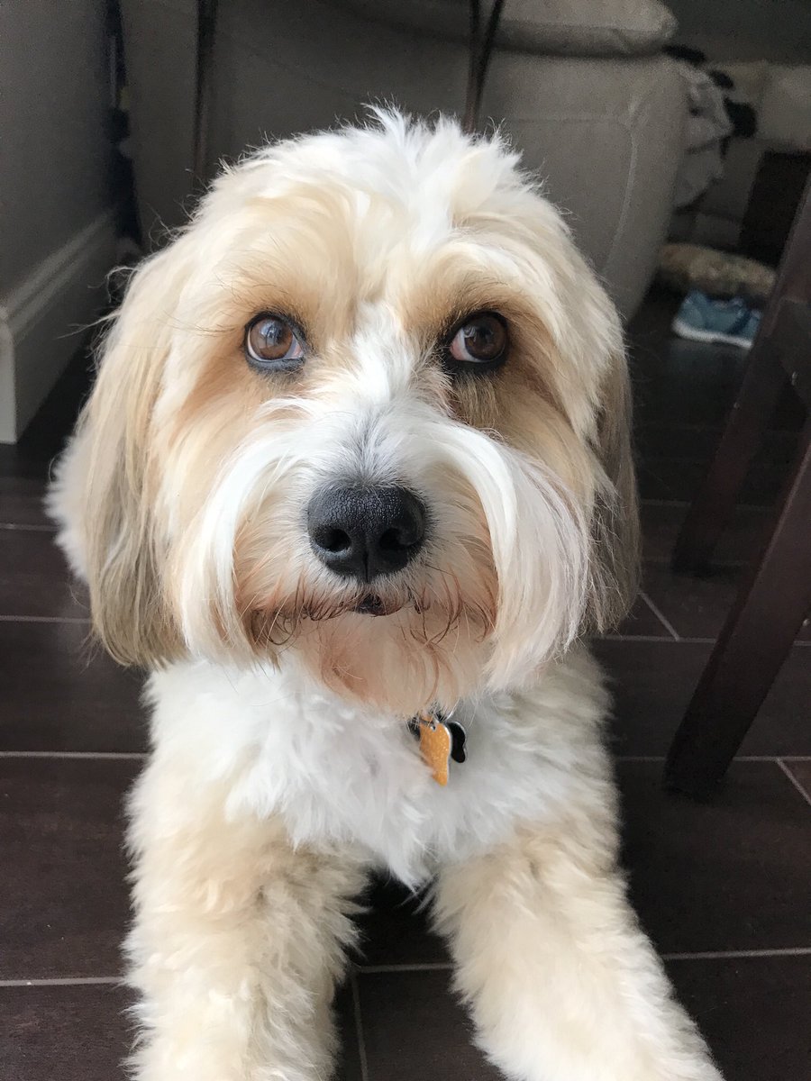 Yogaforface's tweet photo. @Alyssa_Milano Dexter https://t.co/jp7BEdiAYC