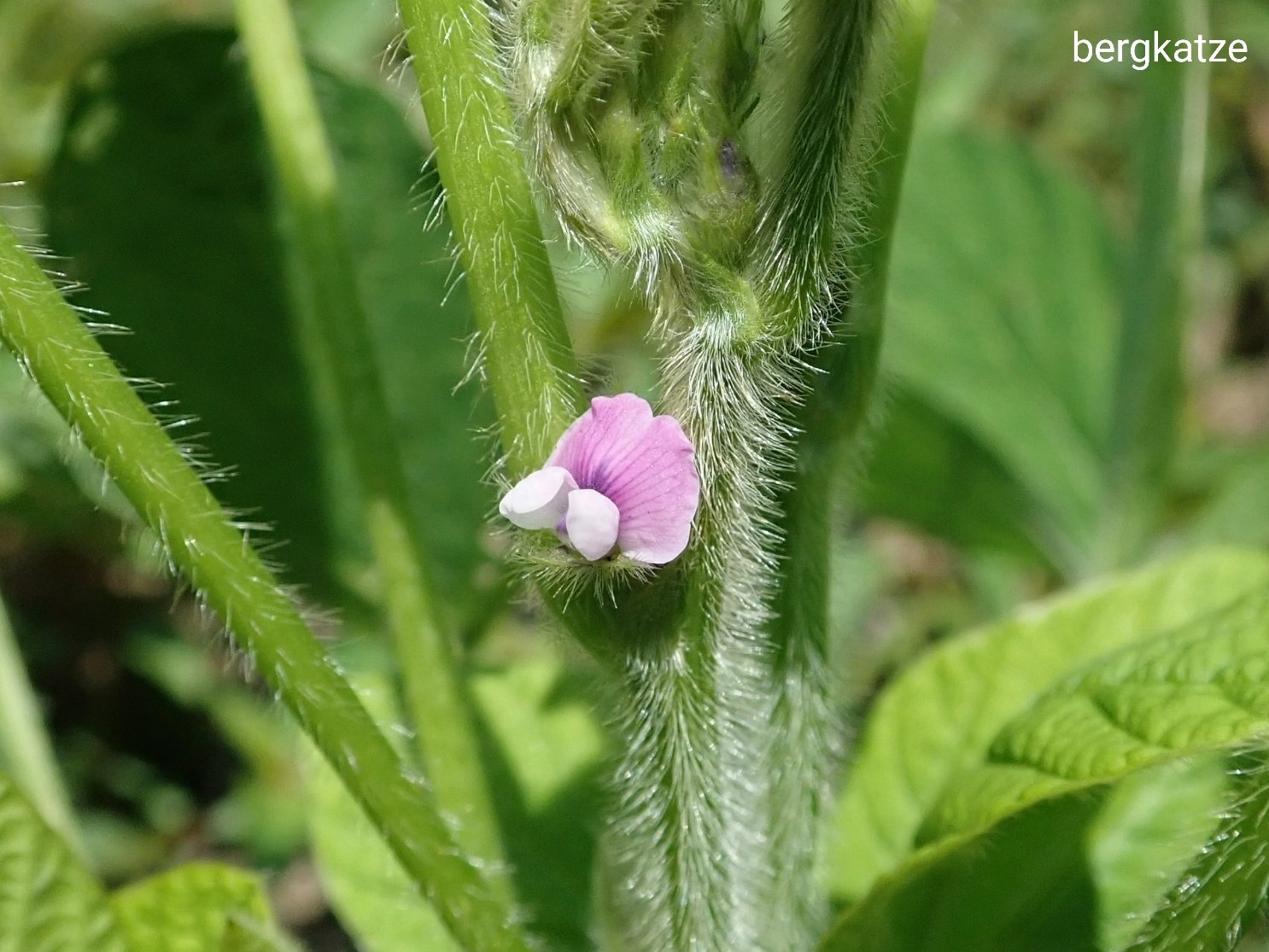 Bergkatze べるくかっつぇ 大豆 ダイズ Glycine Max 花ちっちゃ 笑 T Co M1oieva8l9 Twitter