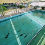 むろと廃校水族館が子供の頃の夢の場所みたい!プールにサメが泳いでる!