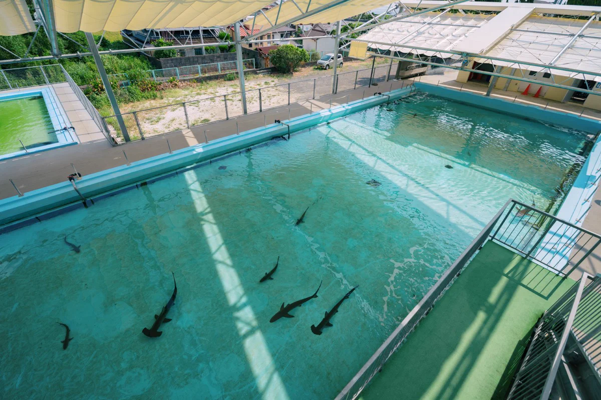 むろと廃校水族館が子供の頃の夢の場所みたい！プールにサメが泳いでる！！