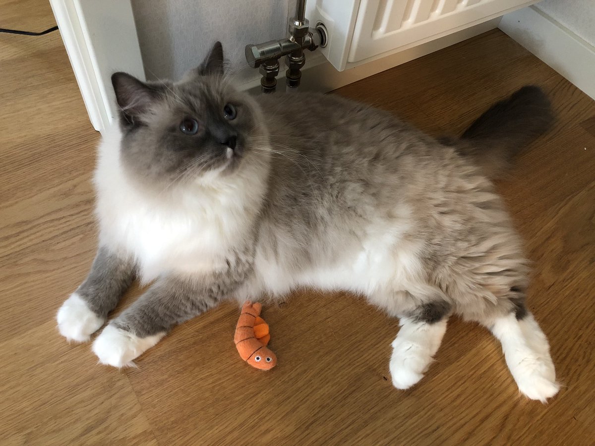 morrisdeluxe's tweet photo. morris #caturday https://t.co/ep0y77M1Tz