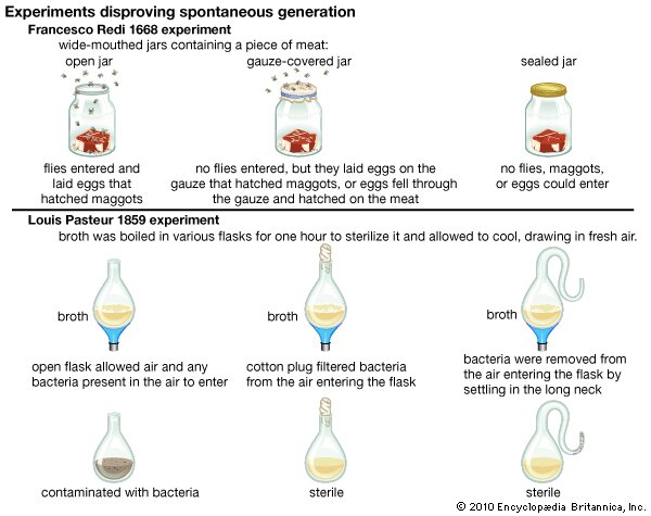 168) Pasteur is renowned for his “discoveries” of vaccination, fermentation, and pasteurization. He is also credited with “disproving” the doctrine of spontaneous generation, which is the notion that living organisms can arise from nonliving matter.