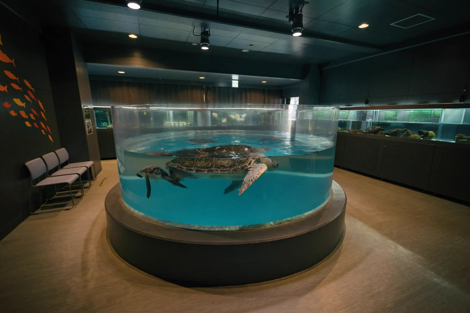 むろと廃校水族館が子供の頃の夢の場所みたい！プールにサメが泳いでる！！