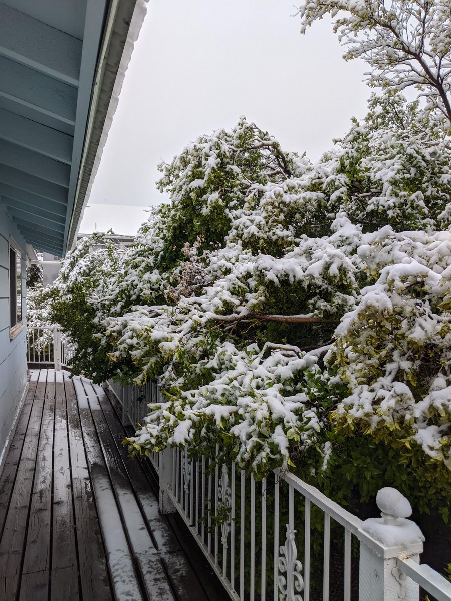 gorgeous_pix's tweet photo. "Winter came a little early! My porch in Los Alamos, New Mexico, USA. From u/Pficky on Reddit #wintercame #newmexico #losalamos #littleearly #usa #porch #winter" https://t.co/JSlx6nljsm