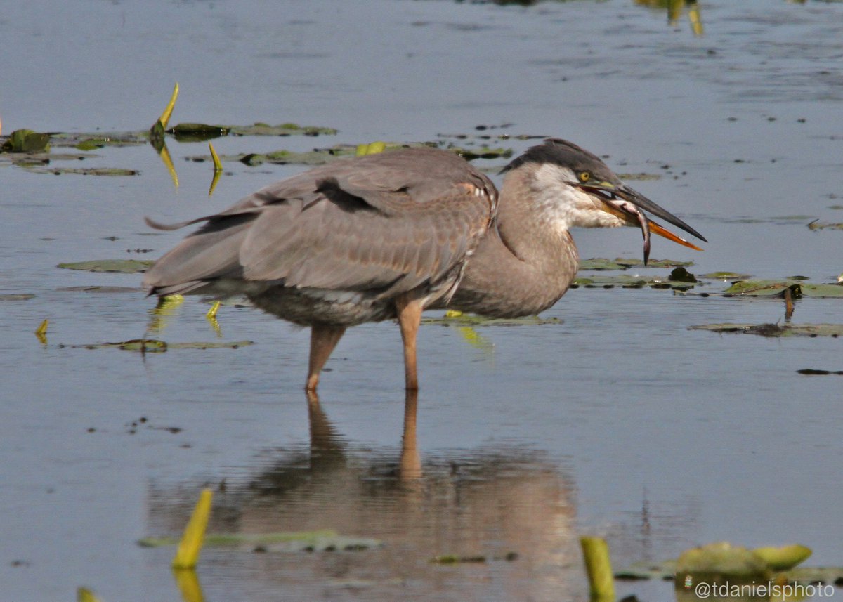 tdanielsphoto's tweet photo. #wetlands are getting busy with #migration2020 Blue Herons, Egrets,Blue-wing Teal, and so much more. @ducanada @WildlifeHCanada @ofah @TDotGinger @scottydog57 @jchotz @scottmeyer8 @KatanaHugo @Missykaupa @tinaghenry @SlK0907 @utahduckhunter1 @Riley_Mahaffey @twitrbug Be safe all https://t.co/9l3tzN2pM2