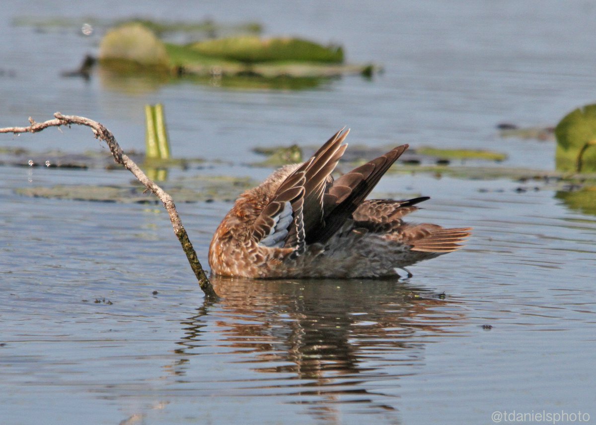 tdanielsphoto's tweet photo. #wetlands are getting busy with #migration2020 Blue Herons, Egrets,Blue-wing Teal, and so much more. @ducanada @WildlifeHCanada @ofah @TDotGinger @scottydog57 @jchotz @scottmeyer8 @KatanaHugo @Missykaupa @tinaghenry @SlK0907 @utahduckhunter1 @Riley_Mahaffey @twitrbug Be safe all https://t.co/9l3tzN2pM2