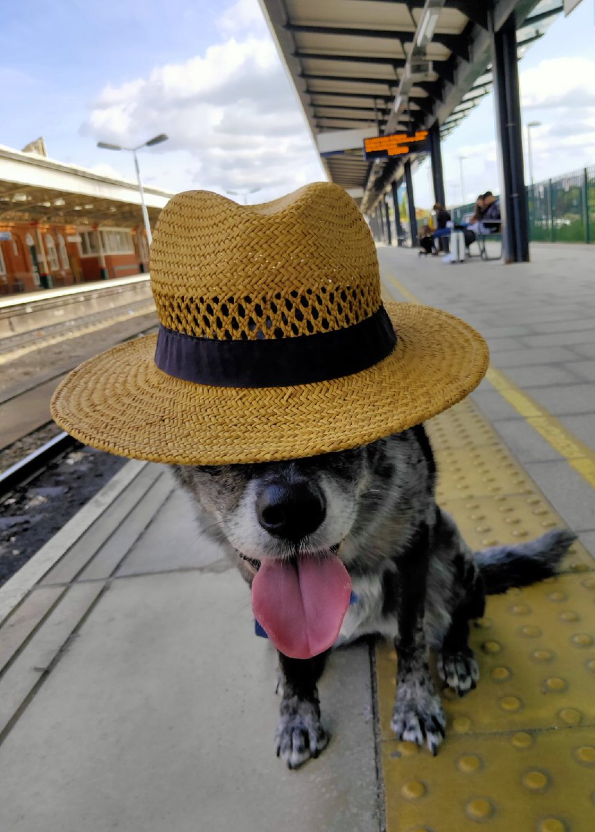 All ready for our train to see Uncle Mark @RFCider for fuss, fun &amp; #Tripe sticks at <a href="/beerhouses/">Beerhouse</a> #PubDog &amp; #TripeDog en route.