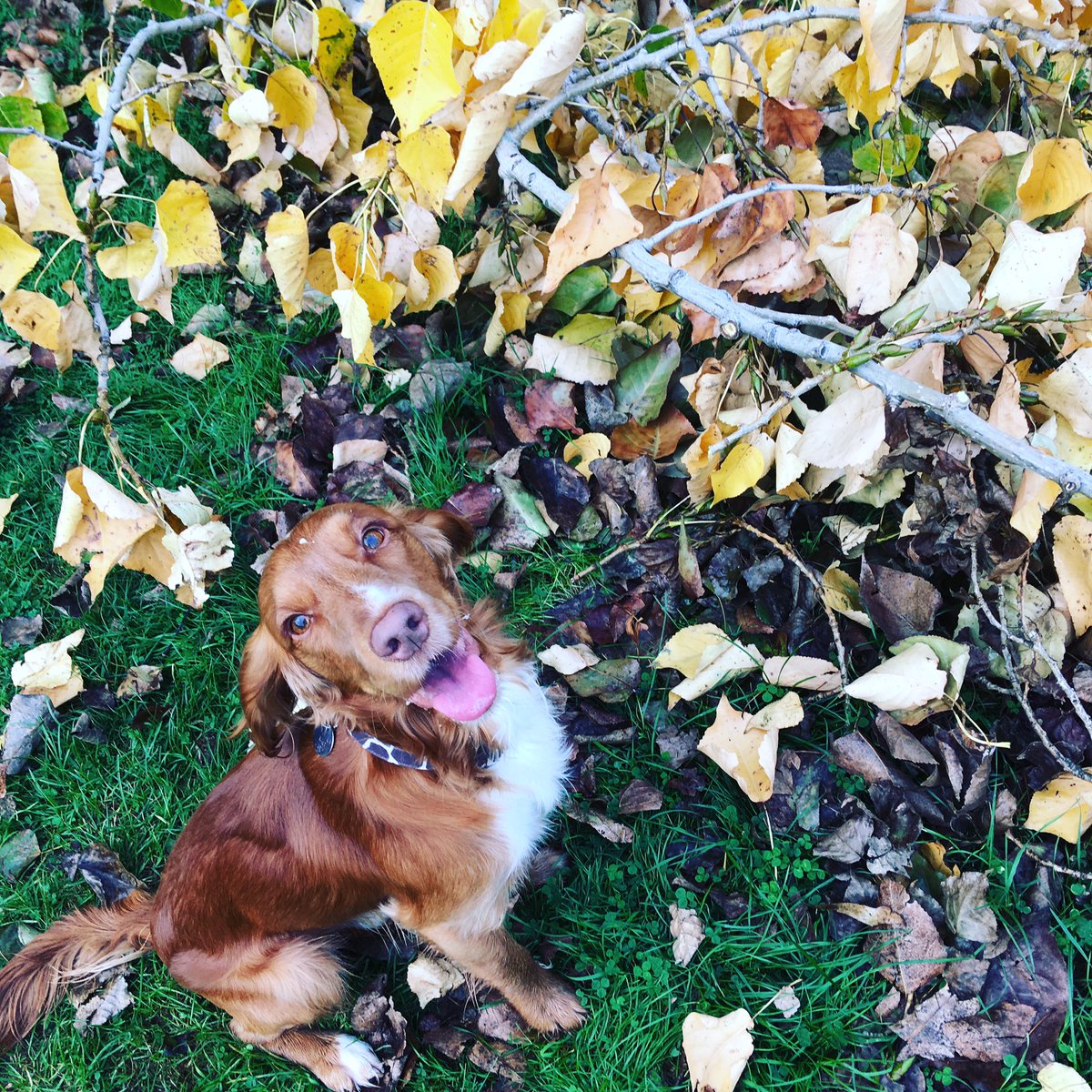 MelanieMasson1's tweet image. This is one happy doggy!❤️ I love my gorgeous boy, Rusty Springfield. #thirdchild #mydogchild❤️