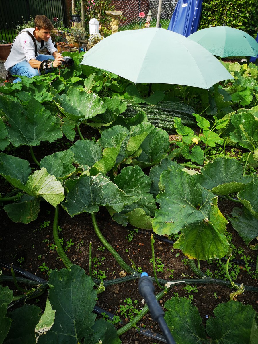 GiantVeg tweet picture