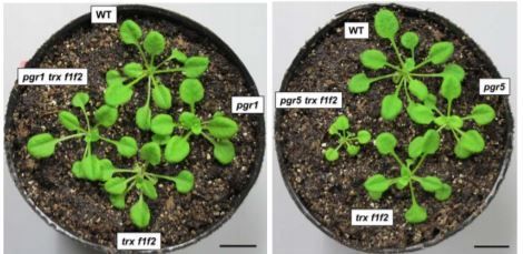 PlantPhys's tweet photo. Cyclic electron transport around photosystem I contributes to photosynthetic induction with Thioredoxin f #Photosynthesis #CalvinCycle #Redox #PlantBiology #PlantSci https://t.co/wqU8o7AgR6 https://t.co/0rWAzMSGUP