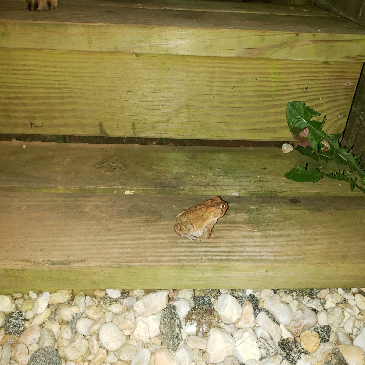 ChessFurs's tweet photo. #Toadtime is here again https://t.co/VyVX380hDd
