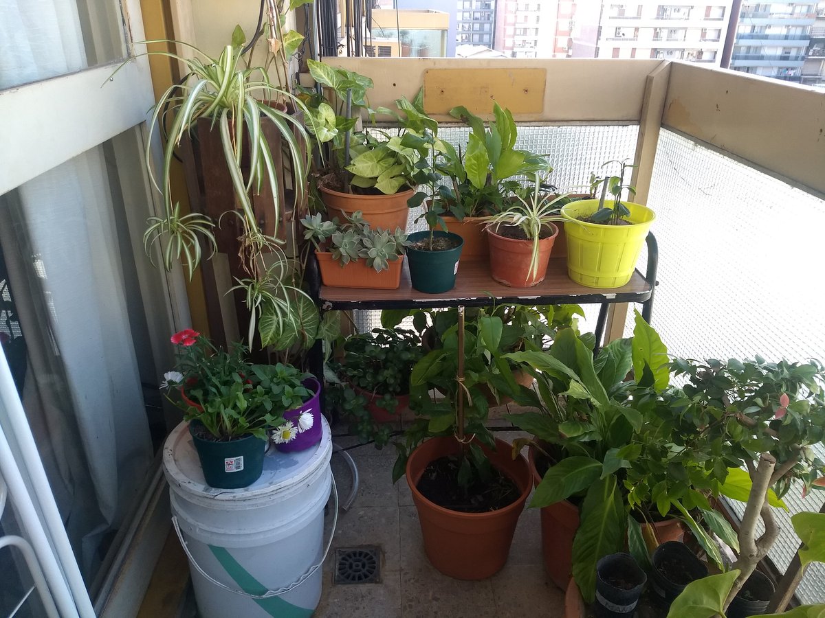 Luis_Edelman's tweet image. Una #compostera en el balcón
Un limonero bien criado
Un manzano en sus primeras hojas
Un ombú que ya cuenta 3 años
@eldestape_radio 
#EspecialDelSabado
@gimenafuertes 
@fercibeira 
@FranciscoPesky y no lo encontré al perro #pandemia